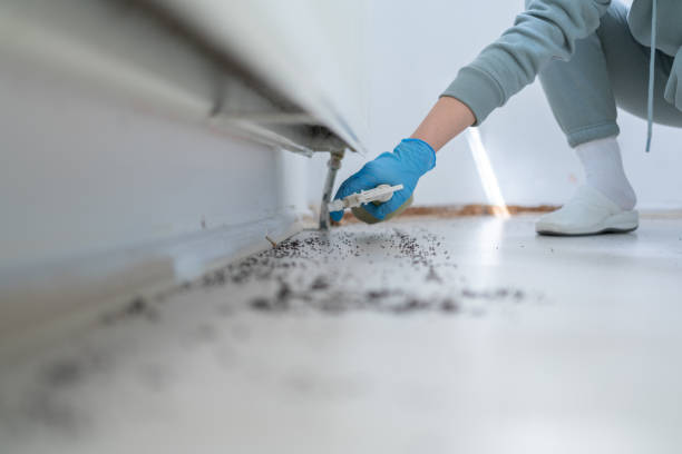 Trusted Mundelein, IL Pest Control Experts